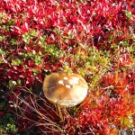 Последние грибы в горах