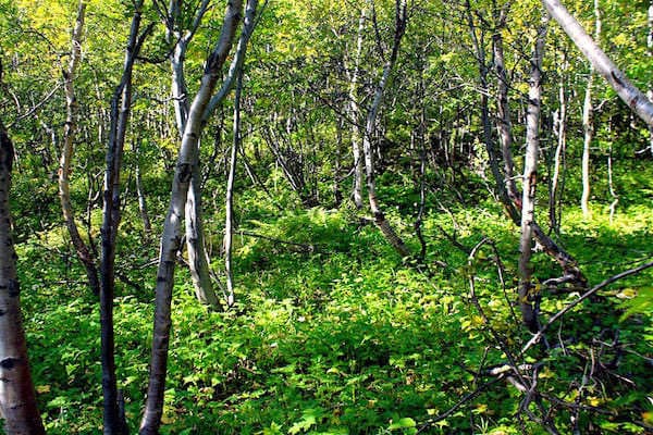Березовое редколесье - криволесье Хибин