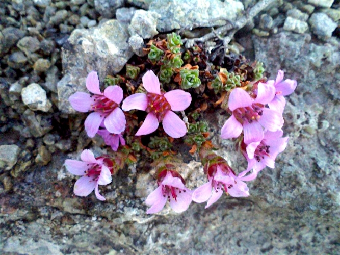 Первые цветы и прозрачные Хибинские горы (июнь) 2017
