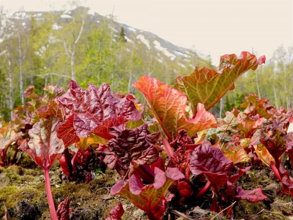 Зацвели первые цветы в полярно-альпийском ботаническом саду