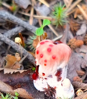 Какие грибы есть в Хибинах?
