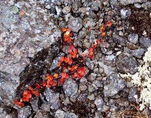 Осенний красный березовый стланник Хибин